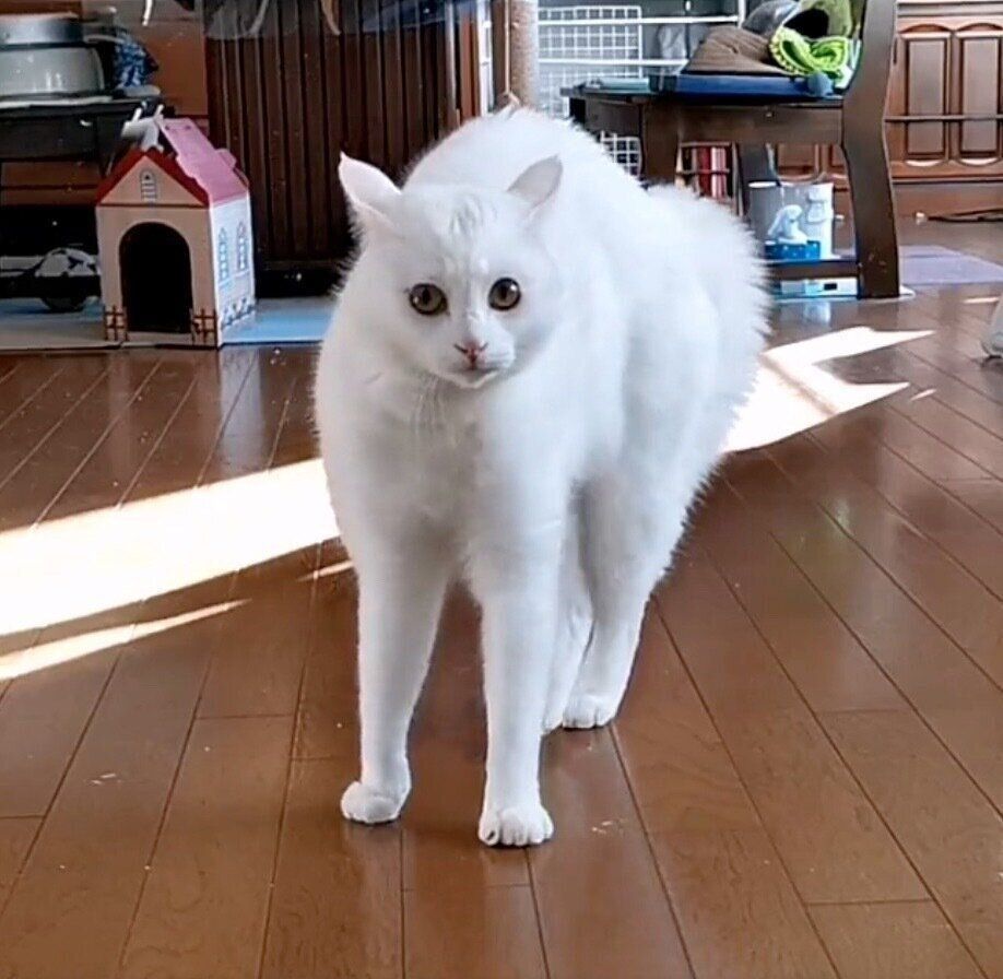 「やんのかポーズ」をするあんにんくん