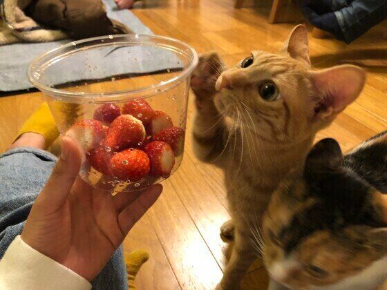 イチゴに興味津々のちゃけ君