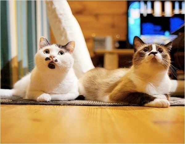 はに丸くんとあんこちゃん