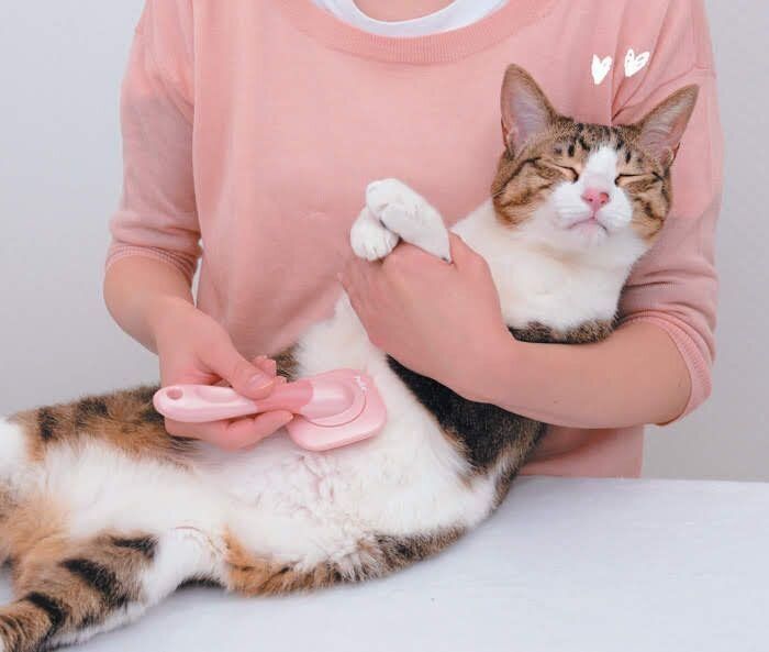 優しく話しかけながらブラッシング