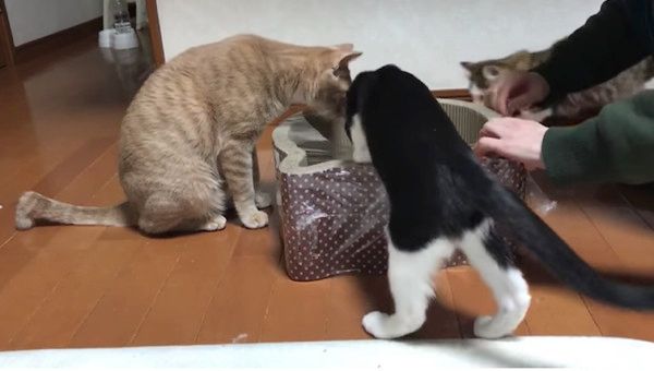 ベッドを奪い合う猫たち