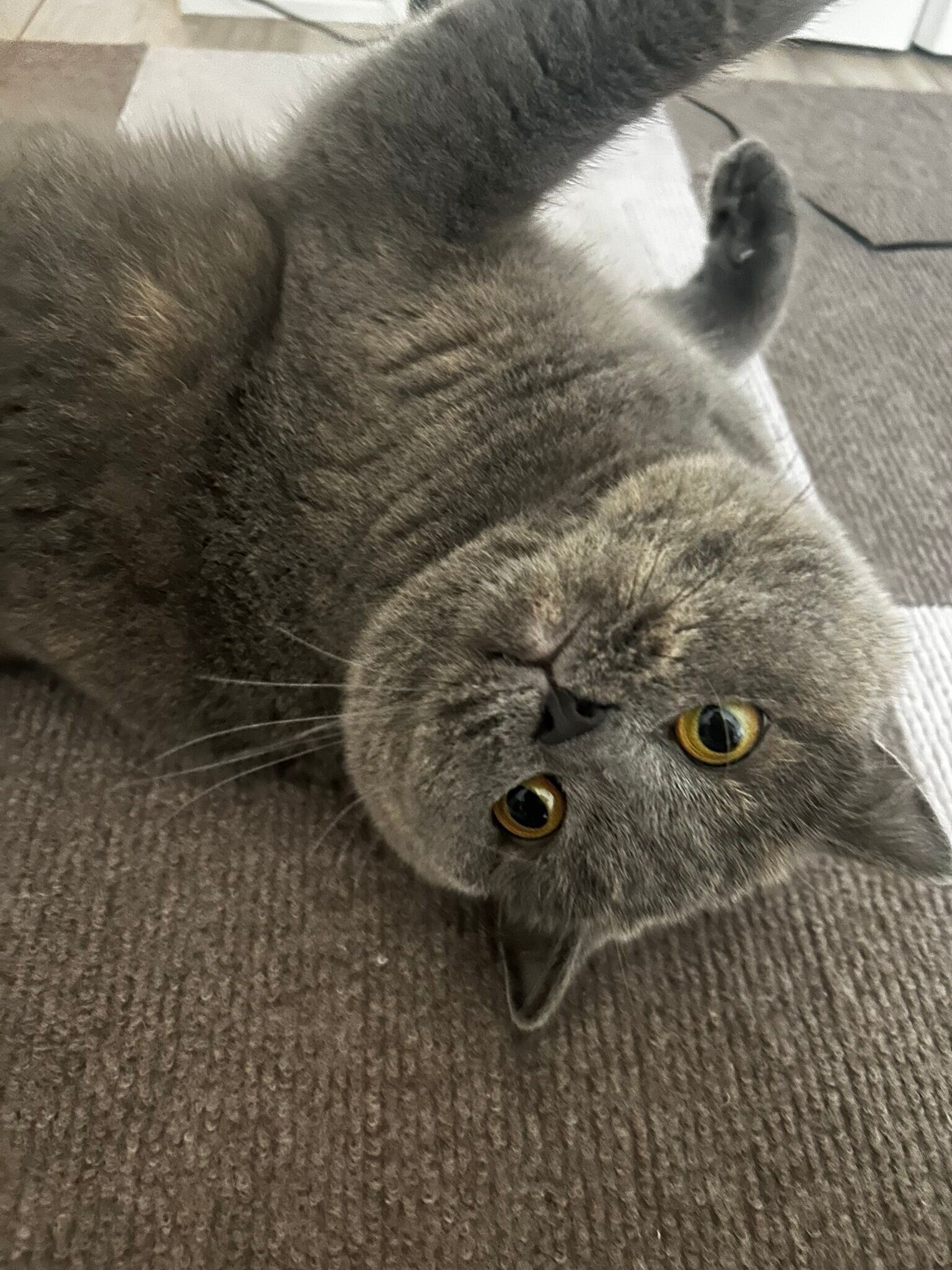 仰向けに寝ているブリティッシュショートヘア