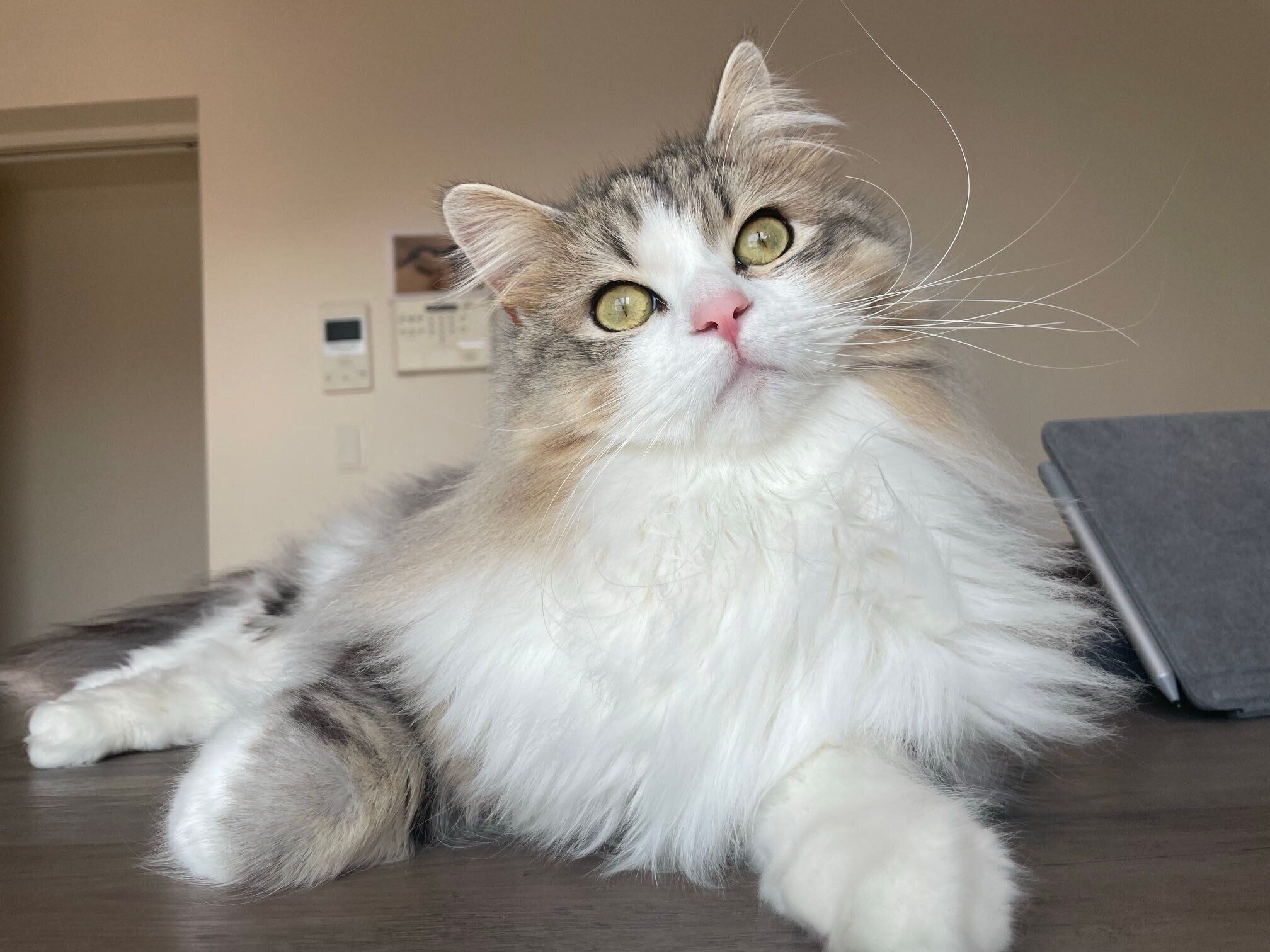 まったりするふゆくん