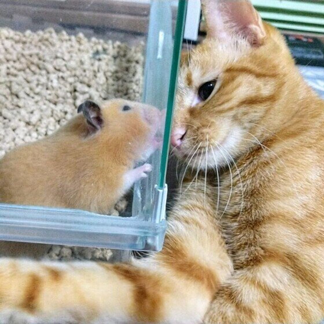 猫は他の動物と仲良くなれる 一緒に飼うときの注意点とともに獣医師に聞いてみた ねこのきもちweb Magazine 猫は他の動物と仲良くなれる 一緒に飼うときの注意点とともに獣医師に聞いてみた ねこのきもちweb Magazine