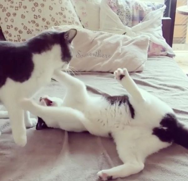じゃれ合う猫