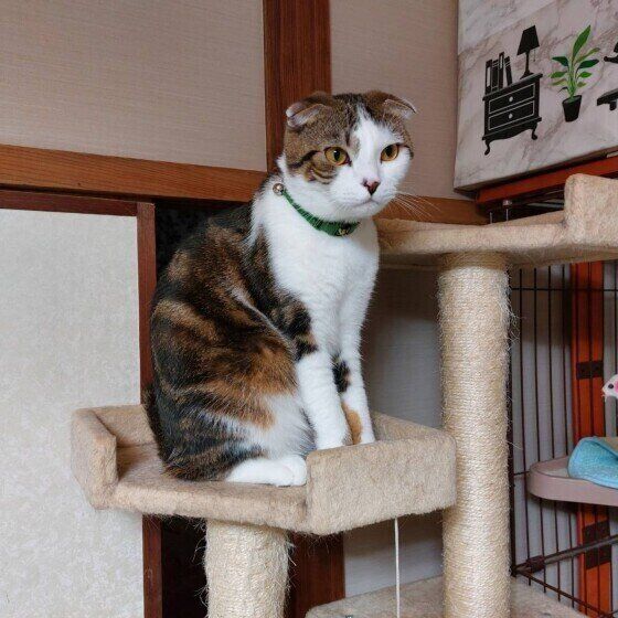 おすわりするスコティッシュフォールド