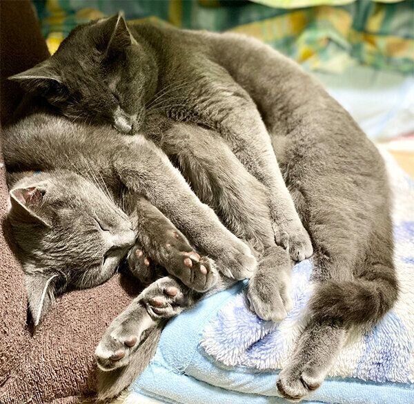 くっついて眠るグリくんとカイくん