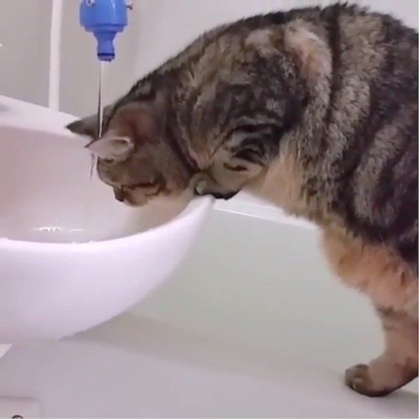 お水が飲みたいエキゾチックショートヘア