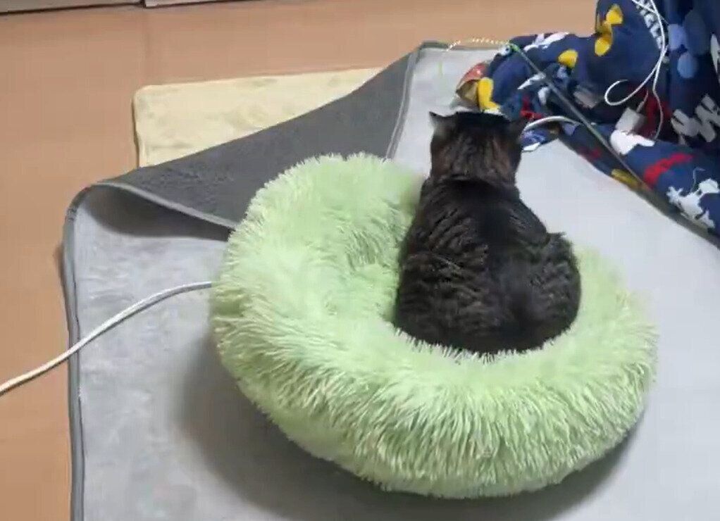 ベッドに座る猫