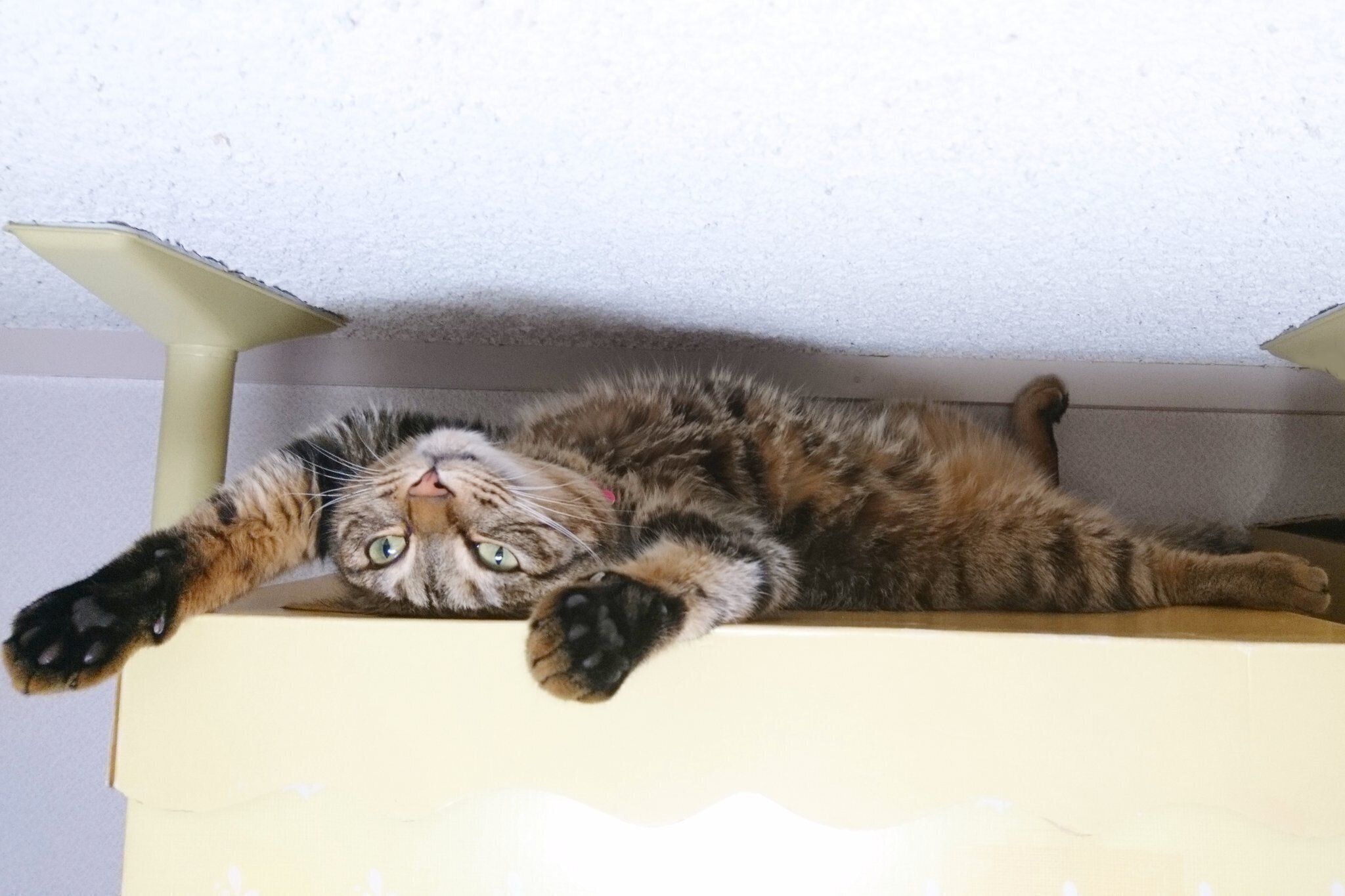 家具と天井の隙間でへそ天する猫