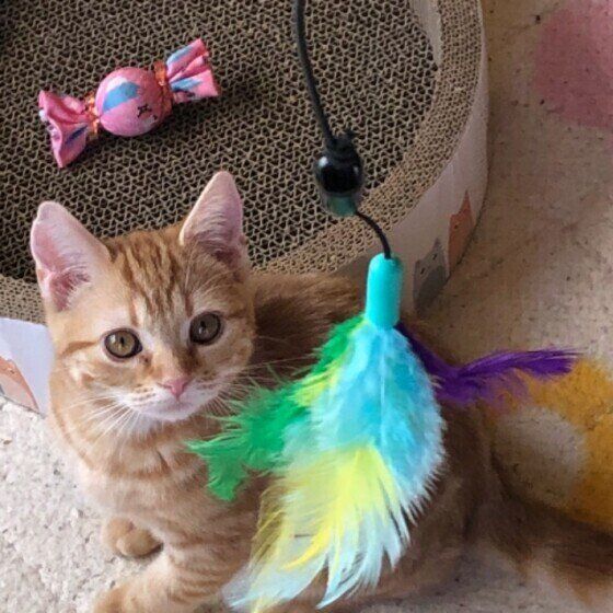 メロちゃん（アメリカンショートヘア）