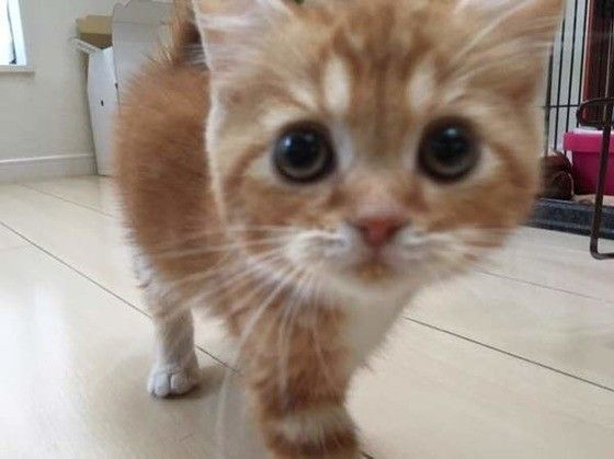 スコティッシュフォールドのレーヴくん