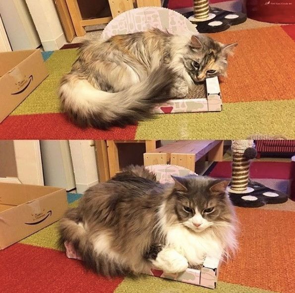 ねこのきもちふろく爪とぎベッド