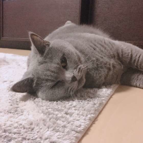 ウインクするブリティッシュショートヘア