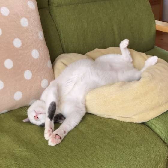 無防備な姿で眠る猫