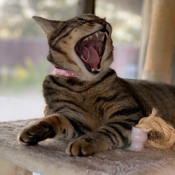 にゃんta　キジトラ　歯