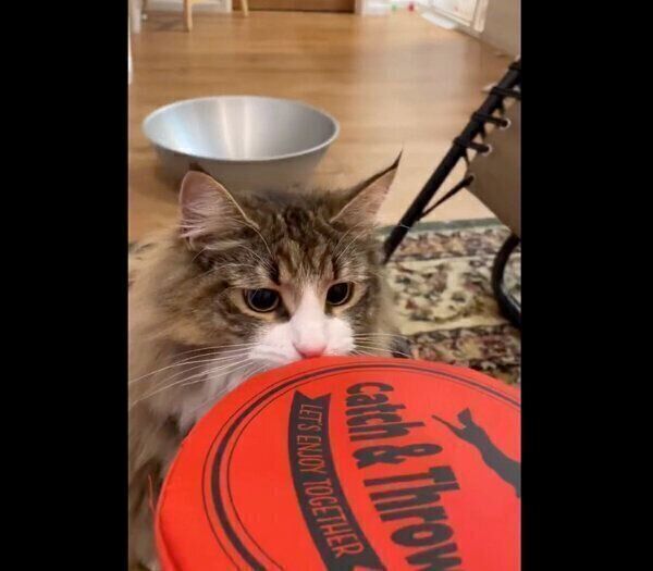 「持ってこい遊び」ができるしろあんちゃん