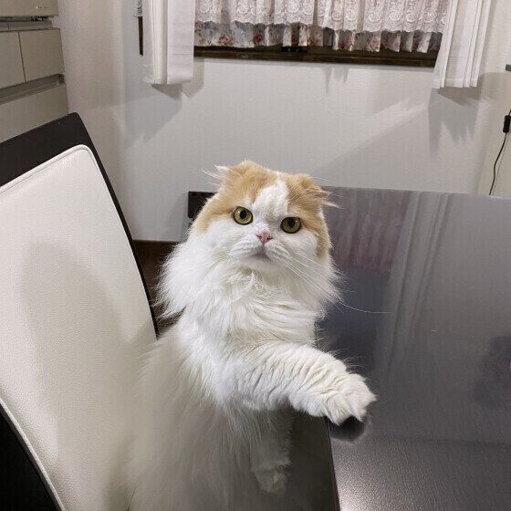 スコティッシュフォールド・ロングヘアの小雪くん♪