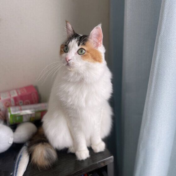 ターキッシュ　りん