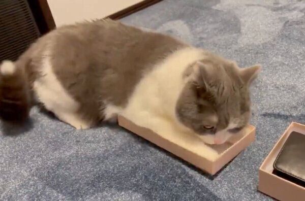 箱に入ろうと頑張るソアラちゃん