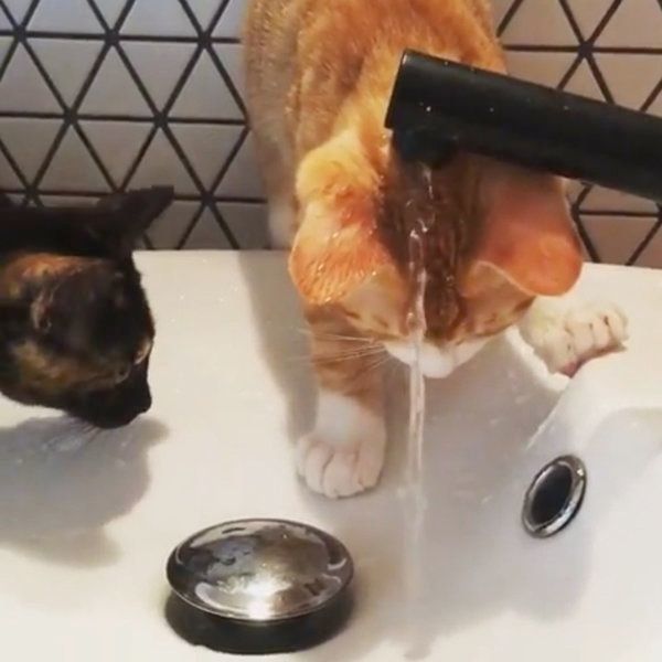 水遊びをする猫