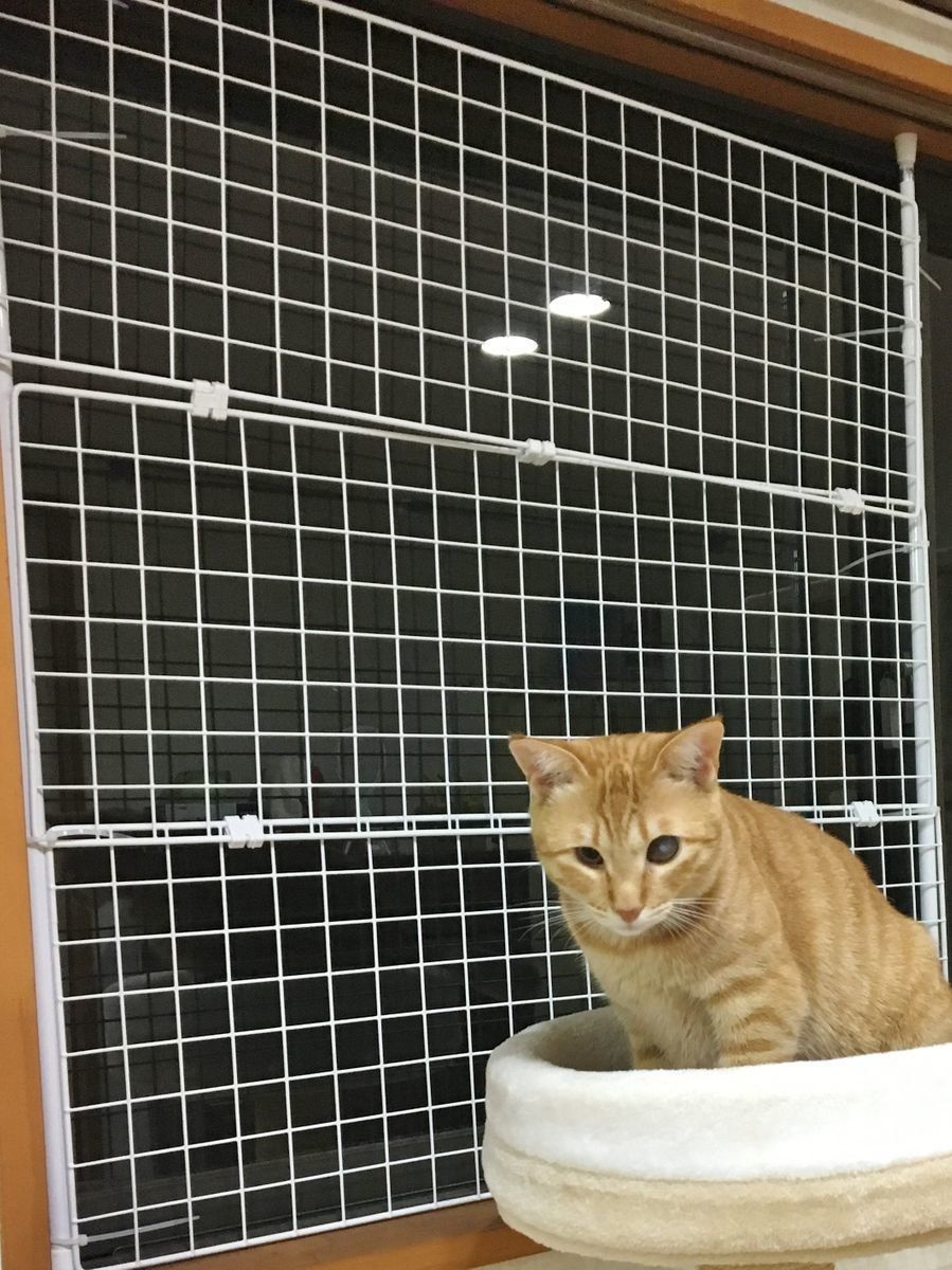 画像／「ねこのきもち」2019年２月号　読者提供