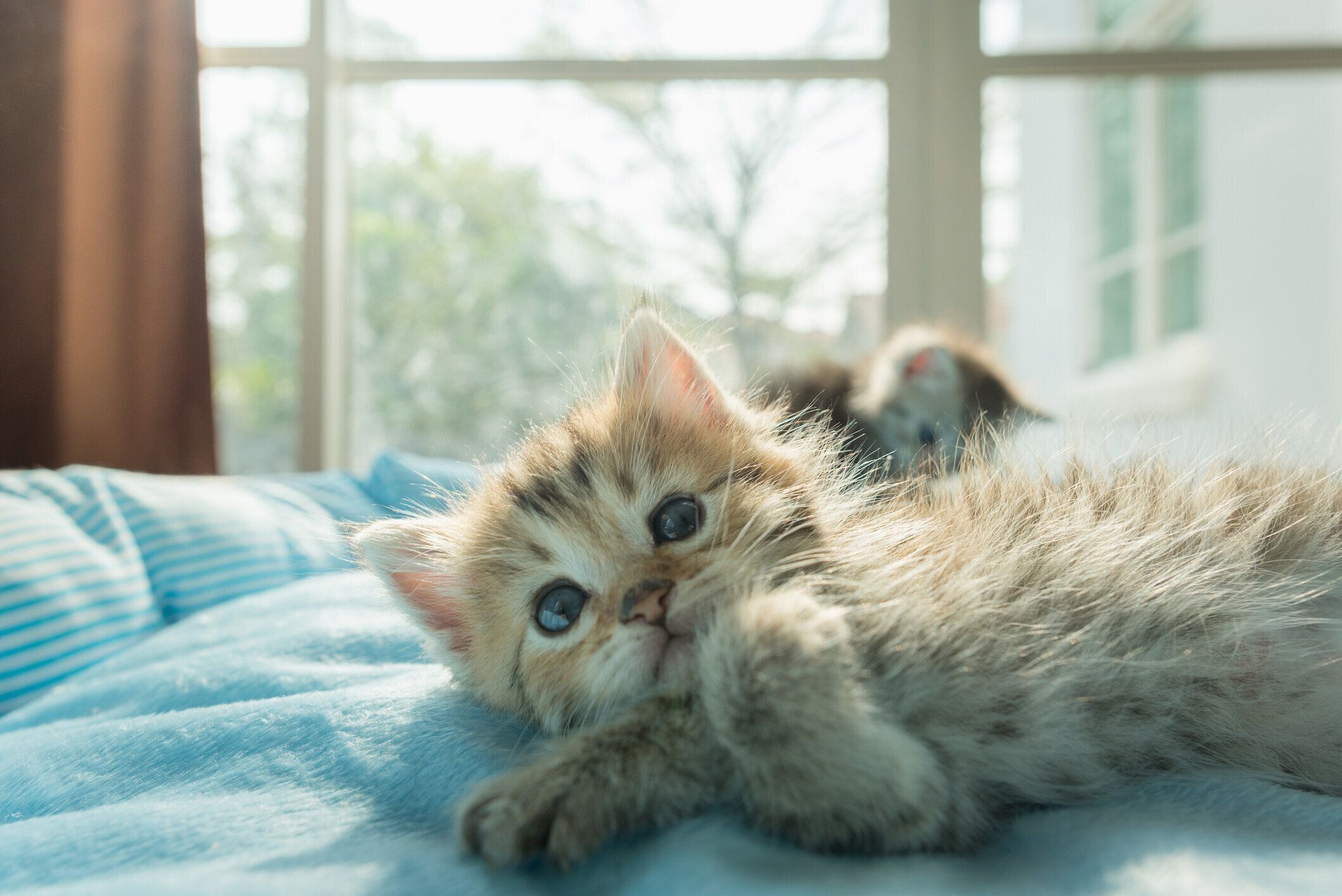 ベッドの上のかわいい子猫