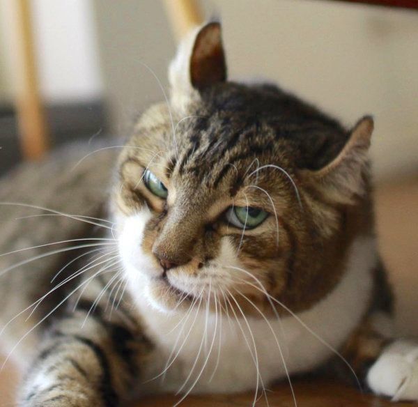 キリッとした表情の猫