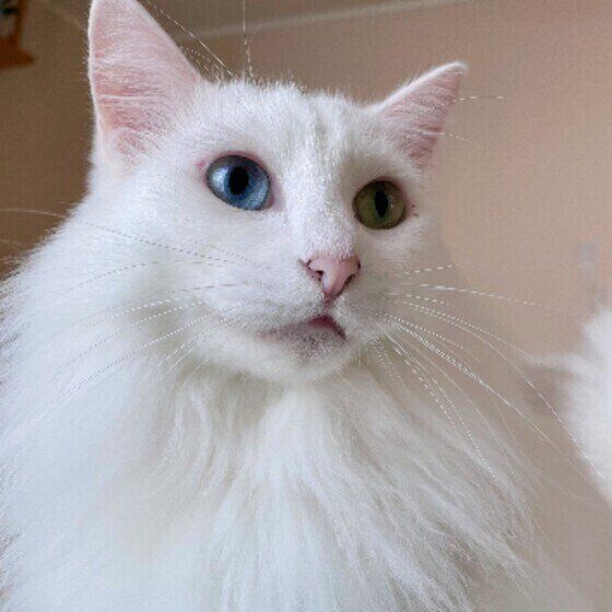 白猫