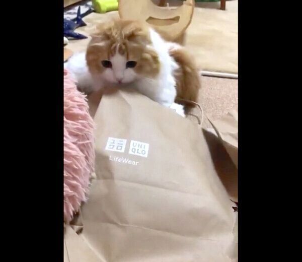 紙袋を破壊するちのさん