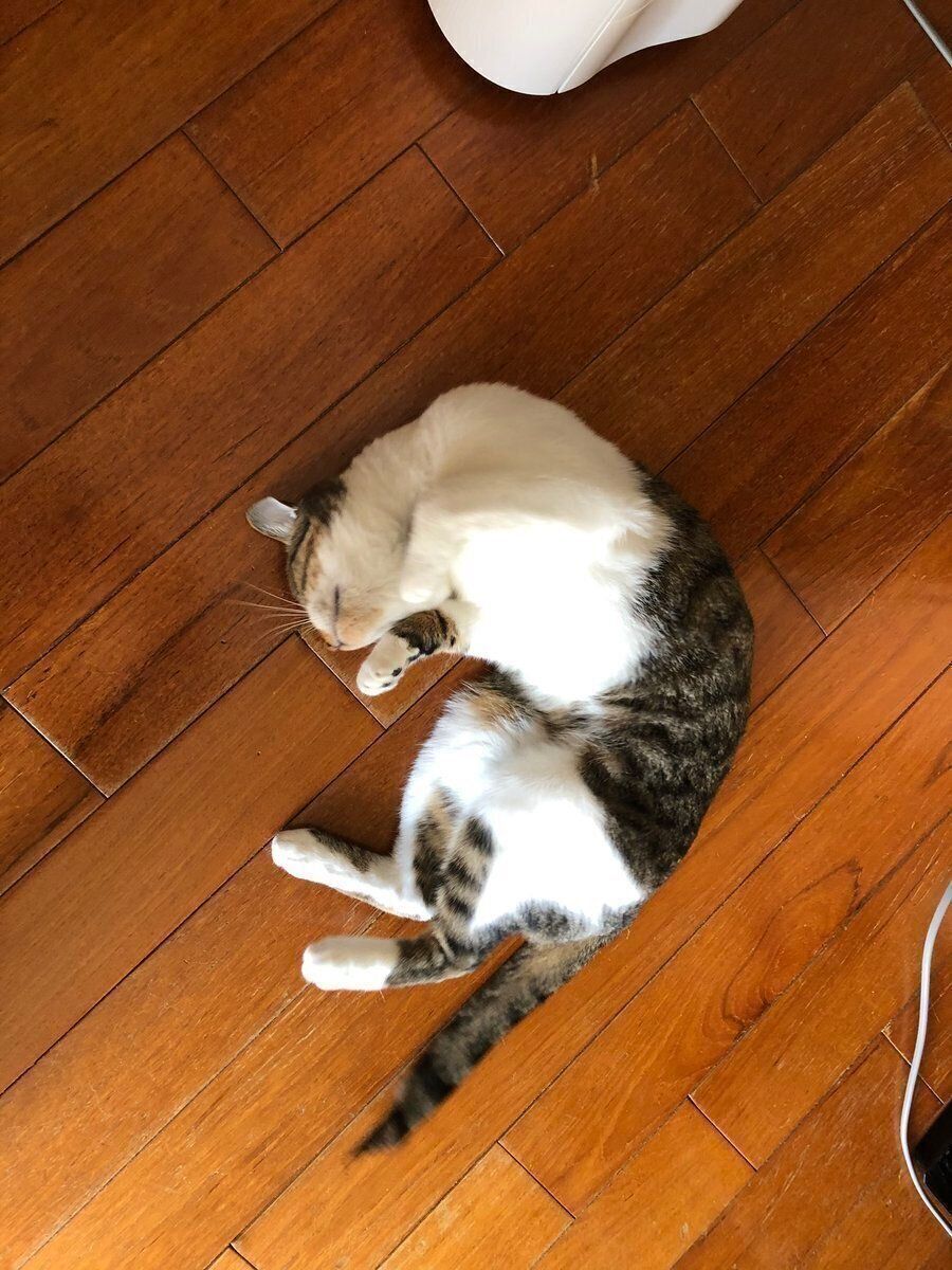 へそ天しながら、かまってほしいをアピールする猫