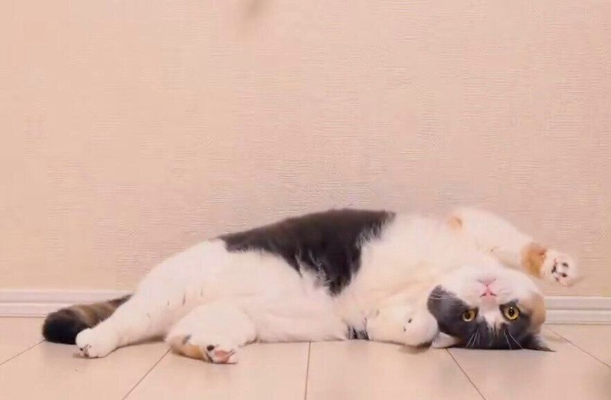 コロンと寝転がるみゅーちゃん