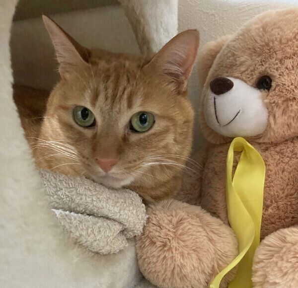 くつろぐこいもちゃん