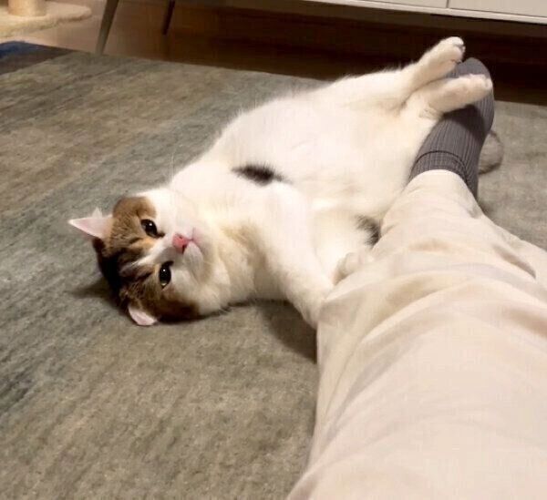 床にゴロンとするなぎちゃん