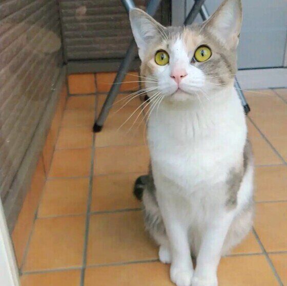 MIXのももちゃん