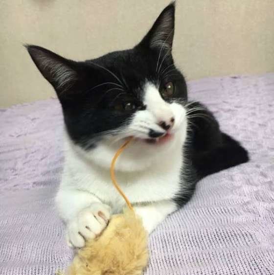 おもちゃで遊ぶMIX猫