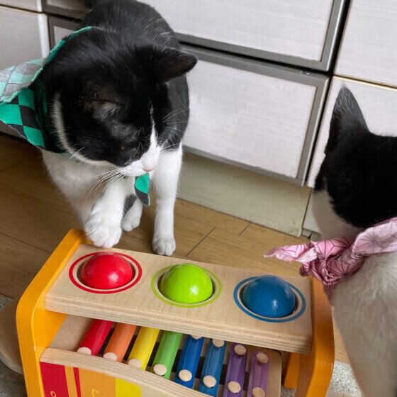 日本ネコのいつくんたち♪