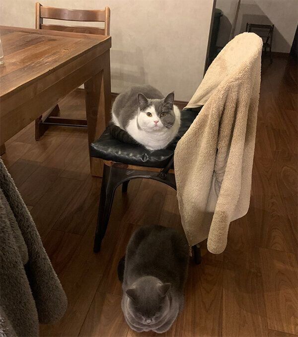 とろろちゃん、あままちゃん