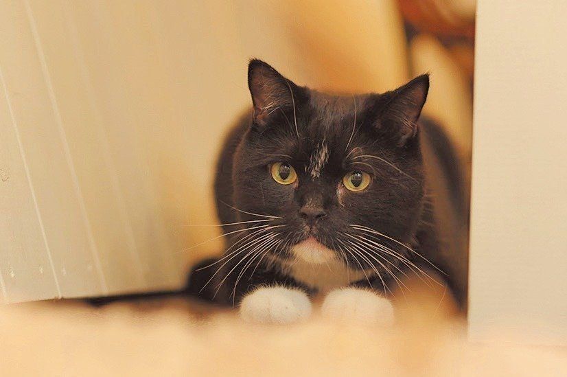 撮影／中川文作