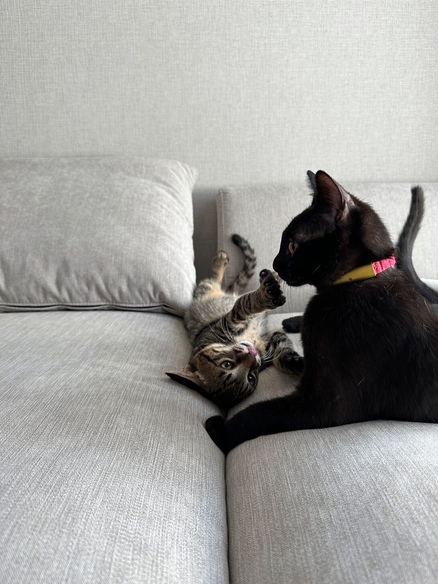 じゃれ合っている？　子猫時代のひとコマ