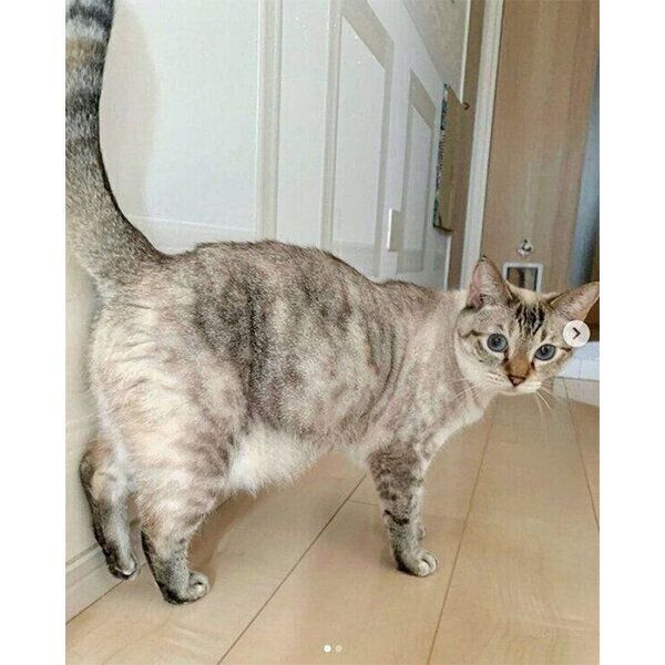 おねだりポーズをするラメちゃん