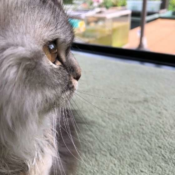 外を眺めるスコティッシュフォールドの麿