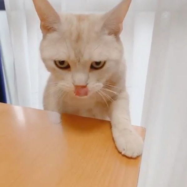 ちゅ〜るの余韻が長いアメリカンショートヘア