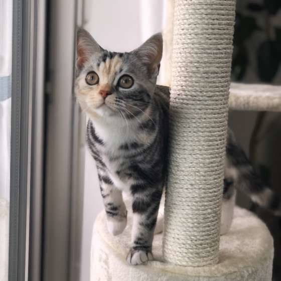  アメリカンショートヘアのはっちちゃん