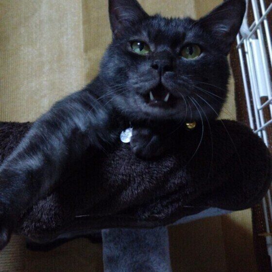 黒猫ののあくん