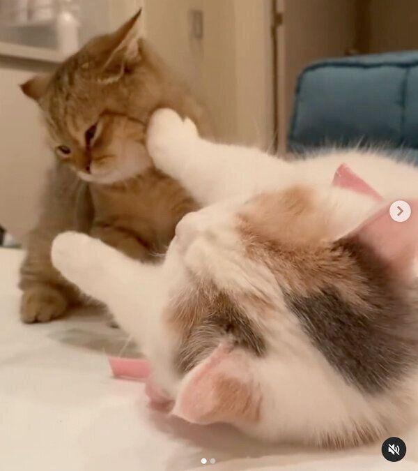 じゃれ合うしらすちゃん、にぼしちゃん