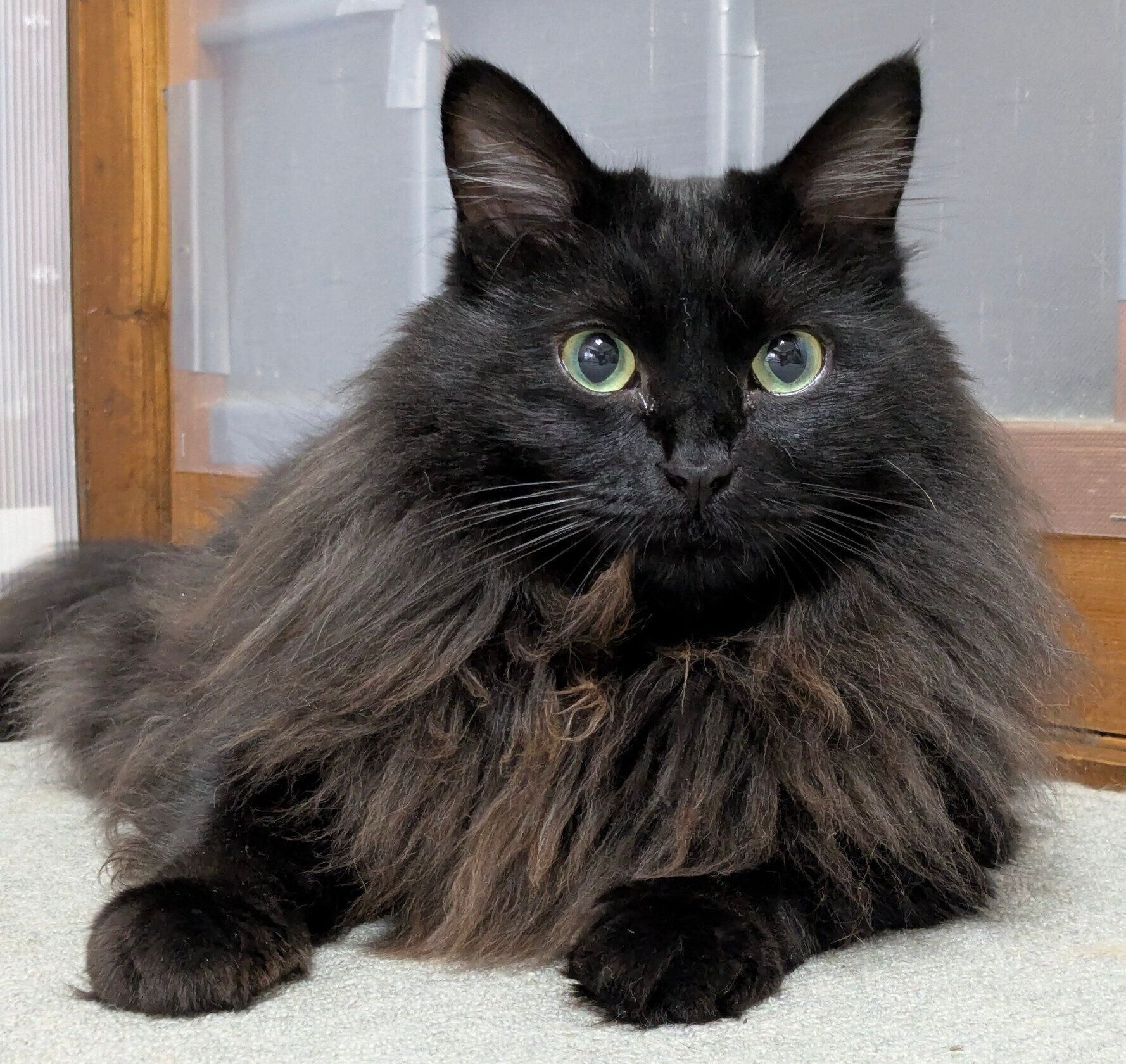 自分の毛を口に入れてしまうあんころくん