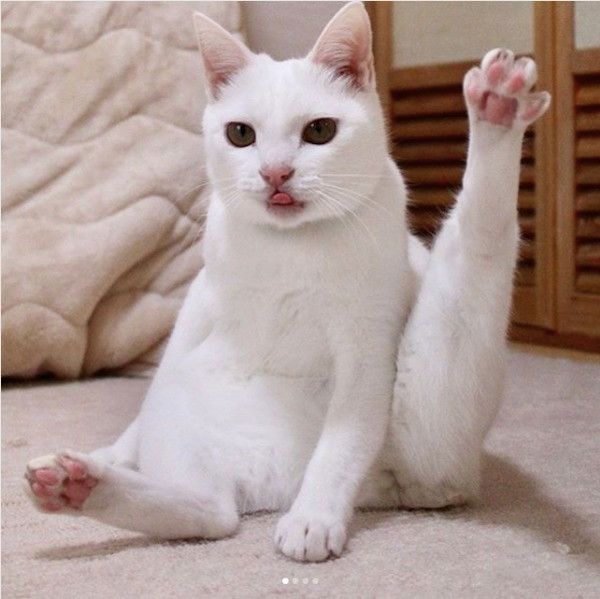 体幹がいいニャンコ