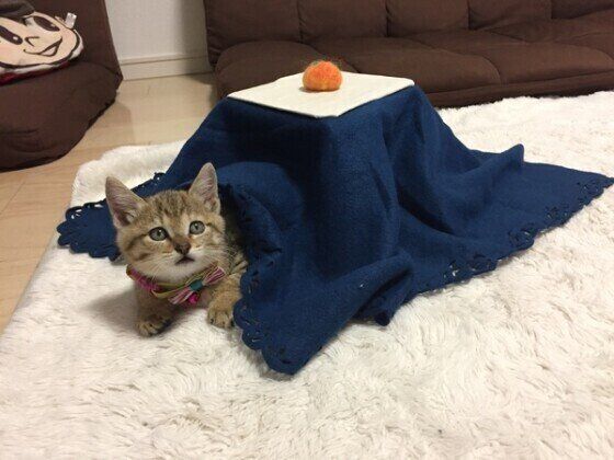 ミカンとコタツと猫