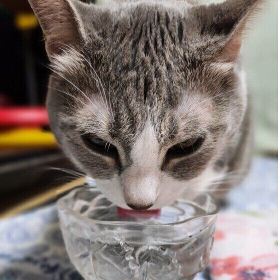 水を飲むサバトラ猫